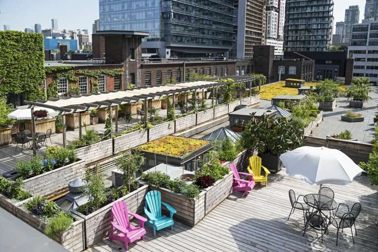 Greening the Skyline: How Toronto’s Rooftop Gardens Are Changing Urban Air