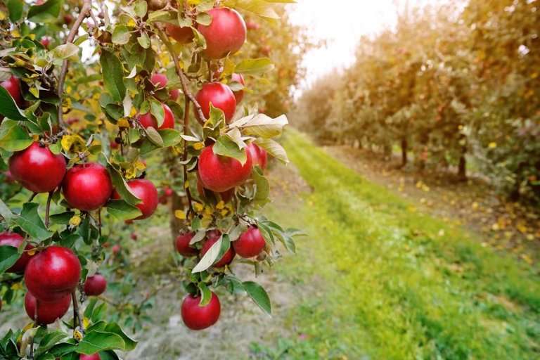 Canada’s Craft Cider Renaissance Finds Its Roots in Ontario Orchards